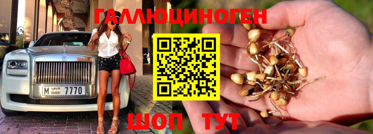 Псилоцибиновые грибы Psilocybe Воскресенск